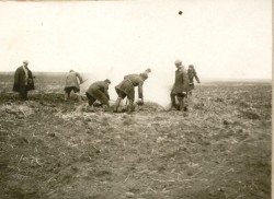 Фотография. Уничтожение сорняка перед пахотой в Ставропольской психиатрической больнице. 1930-е гг. Из фотоальбома главного врача А.Я. Доршта 1939 г.